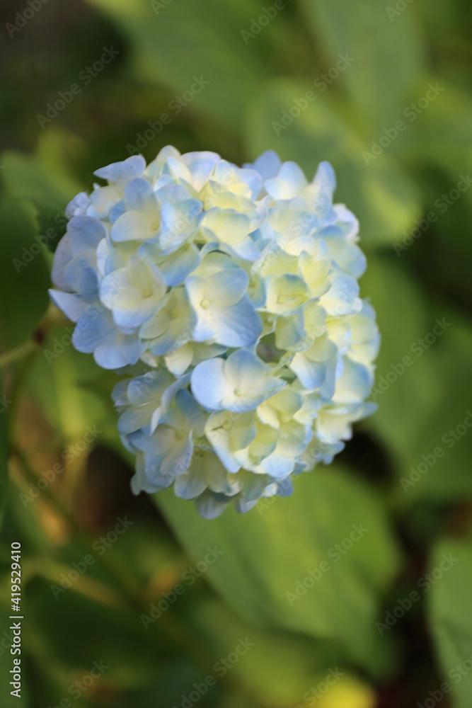 紫陽花の花