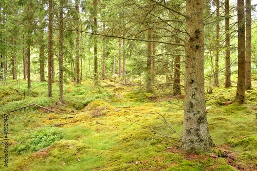 Green mossy backlit coniferous forest with tree trunks and mossy stones on ground. From the Kronoberg County  Sweden.