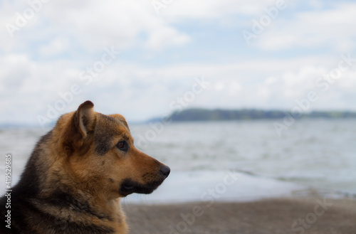 A dog living in the beach