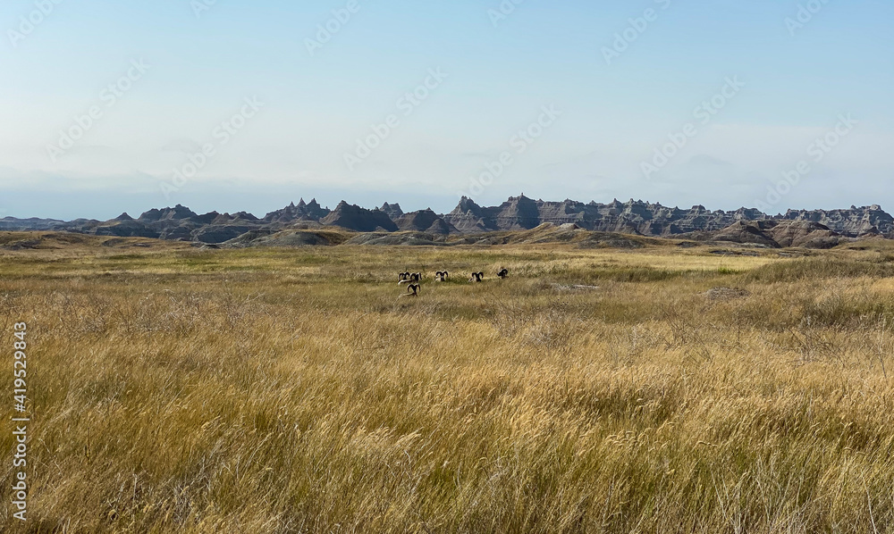 Herd of big horn sheep in Badlands South Dakota