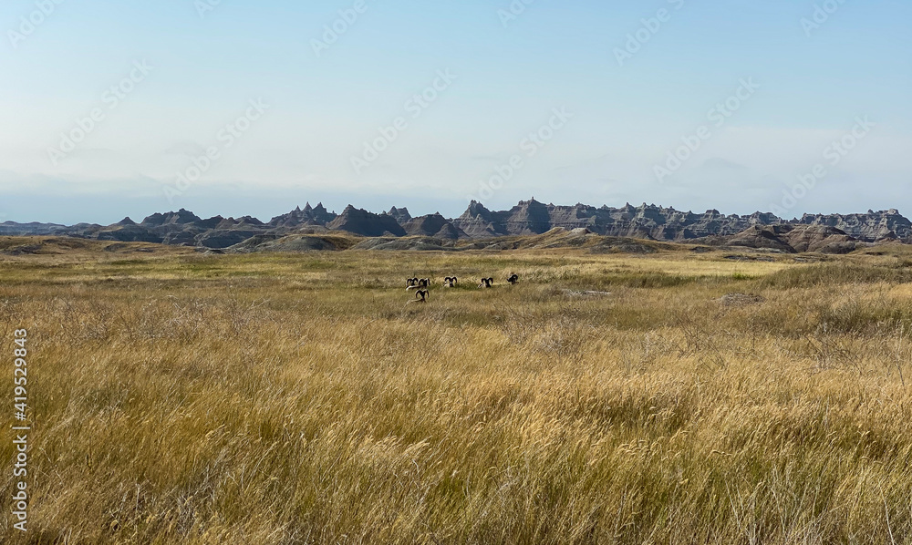 Herd of big horn sheep in Badlands South Dakota Herd of big horn sheep in Badlands South Dakota