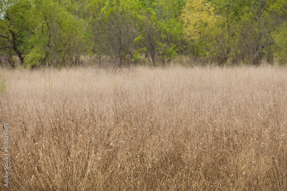 Tall brown grass with green trees in background Tall brown grass with green trees in background