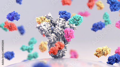 Broadly neutralizing monoclonal antibodies,
binding antibodies that target multiple conserved sites on the spike (S) protein photo