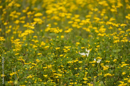 Yellow wildflowers in a field