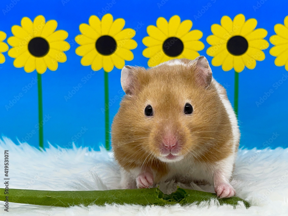 Cute Syrian Hamster Eating a Green Bean in Front of a Cartoon Sunflower