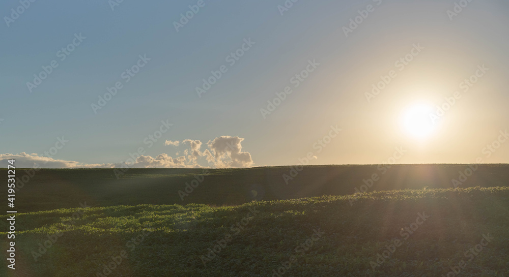 Rural landscape of a soy plantation (glycine max) at dawn Rural landscape of a soy plantation (glycine max) at dawn