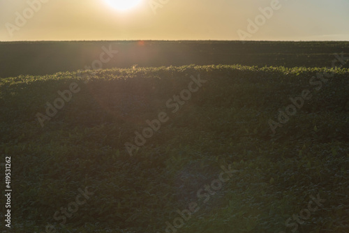 Rural landscape of a soy plantation  glycine max  at dawn