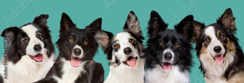 five border collie dog portrait © Erik Lam