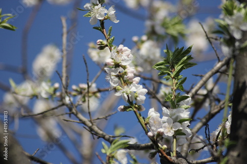 blossoming sakura tree