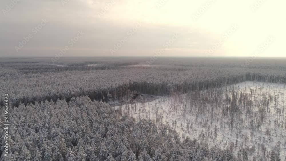 Forest harvester and forwarder drive into the winter forest. Cloudy winter day. Snow all around. Nearby sawn trees. Harvester logging a tree. The camera flies and opens a panorama of the endless winte Forest harvester and forwarder drive into the winter forest. Cloudy winter day. Snow all around. Nearby sawn trees. Harvester logging a tree. The camera flies and opens a panorama of the endless winte