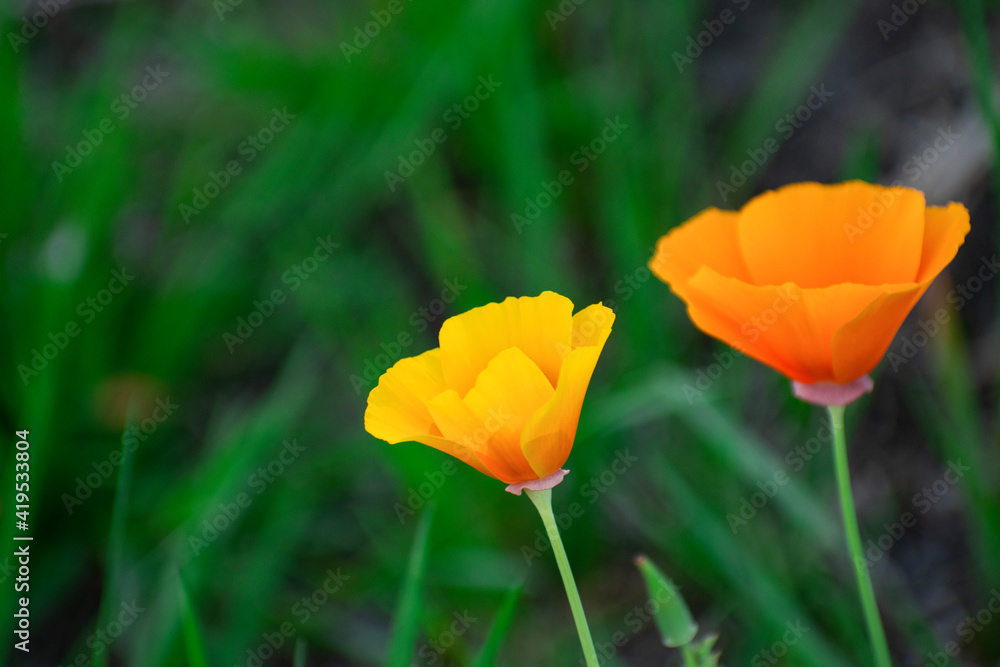 red and yellow tulip