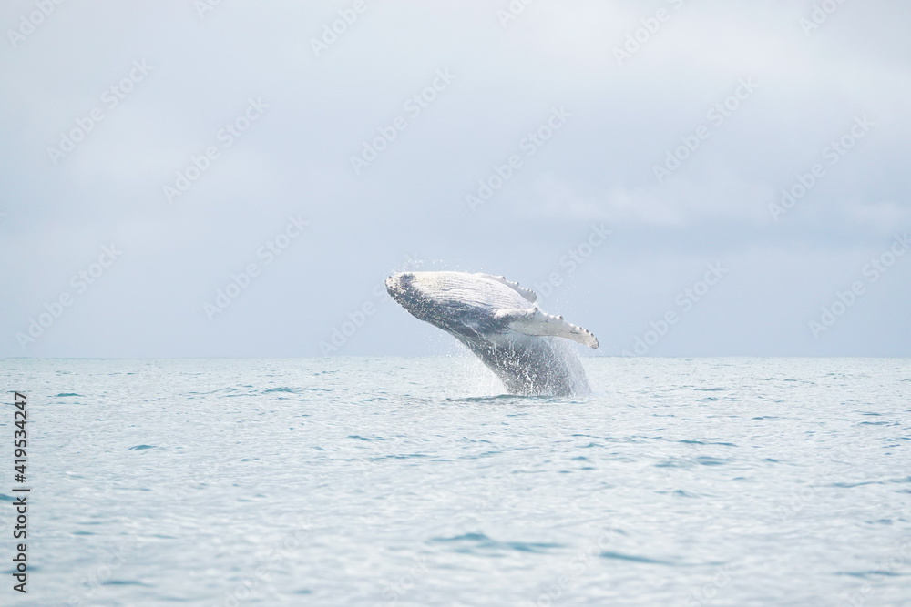 Obraz premium Whale jumping sequence number 6