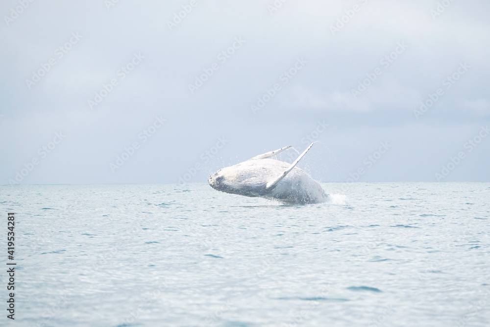 Naklejka premium Whale jumping sequence number 8