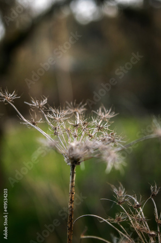 thistle in the grass