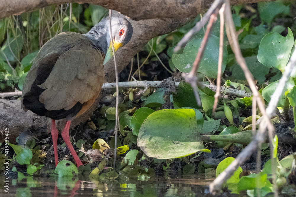 Naklejka premium Grey neck wood rail in the Pantanal