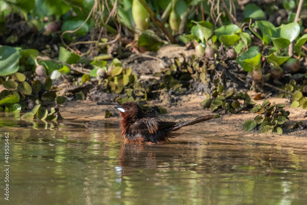 Silver beak tanager takes a bath Silver beak tanager takes a bath