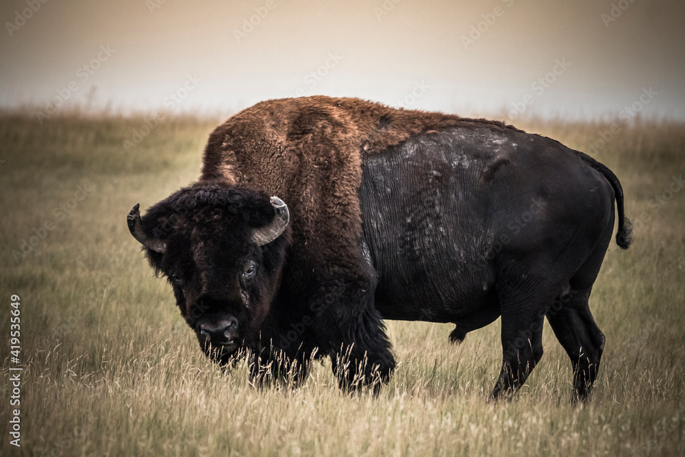 The bison or American buffalo grazing the grasslands of Badlands National Park in South Dakota. The bison or American buffalo grazing the grasslands of Badlands National Park in South Dakota.