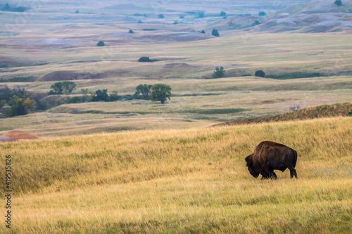 Fotografie portrait of a wild bison taken in the Badlands  National Park in South Dakota,US