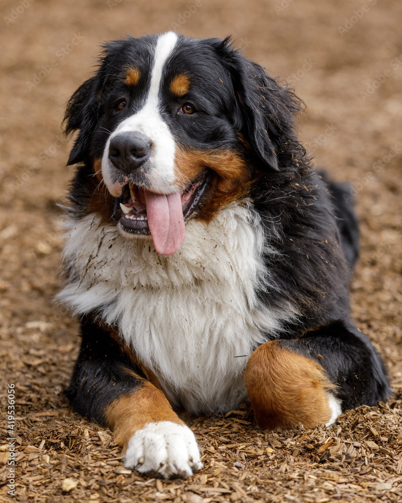 1-Year-Old Bernese Mountain Dog Male Puppy Resting on Bark with Tongue Out. Off-leash dog park in Northern California.