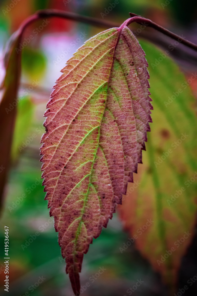 red and yellow leaves red and yellow leaves