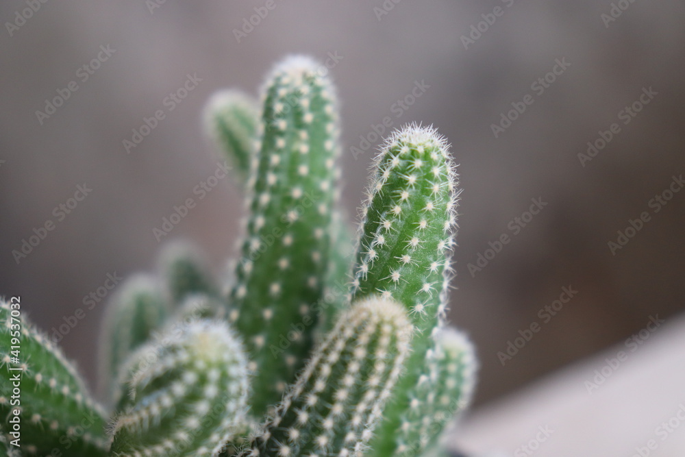 close up of cactus close up of cactus