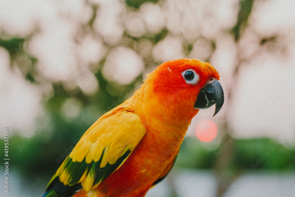 Bird parrot,Beautiful Sun Conure bird