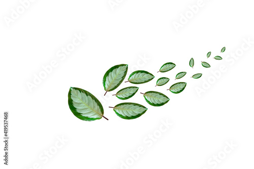 A lot of green leaves on a white background