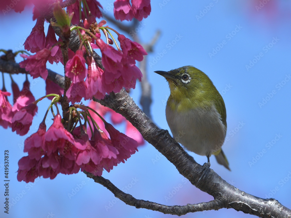 Pink flowers and small green birds with white eyes Pink flowers and small green birds with white eyes