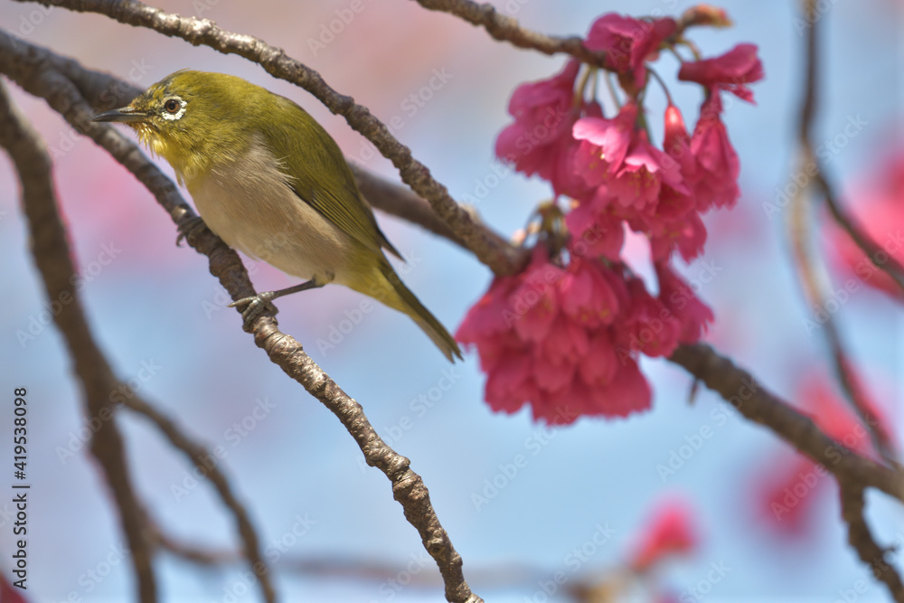 Pink flowers and small green birds with white eyes Pink flowers and small green birds with white eyes