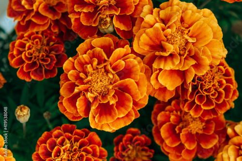 Quadro su tela Beautiful orange-yellow marigolds close-up