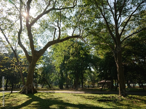 trees in the park