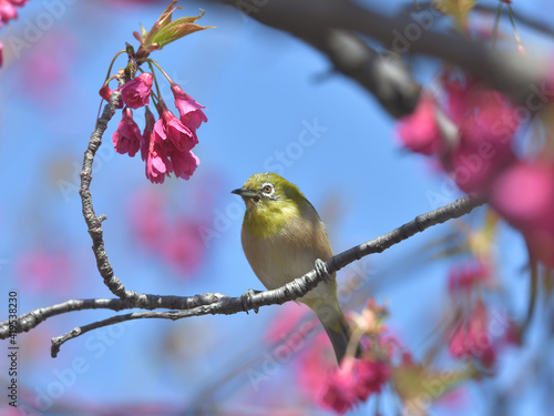 Pink flowers and small green birds with white eyes