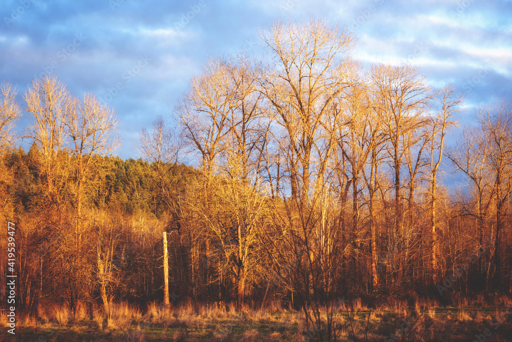 Fototapeta premium autumn in the forest