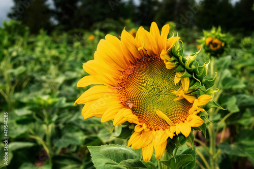 bee and sunflower