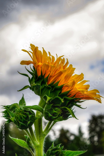 sunflower against blue sky