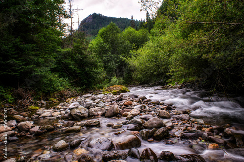 river in the forest