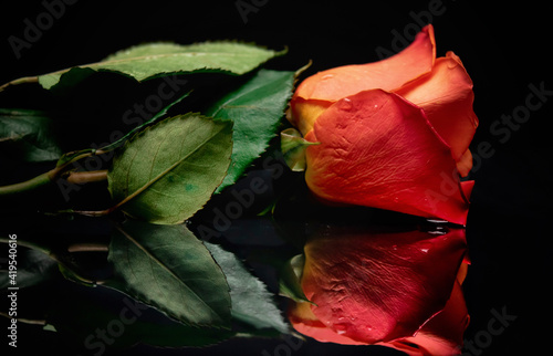 red rose in water
