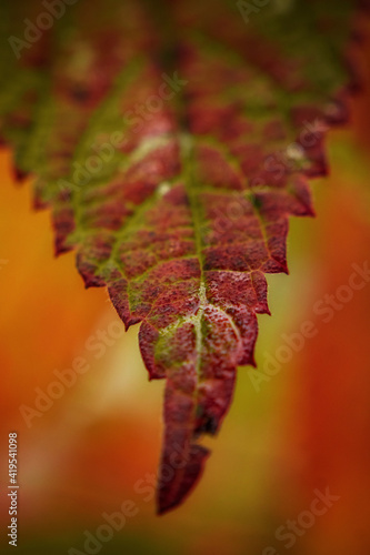 leaf on the tree