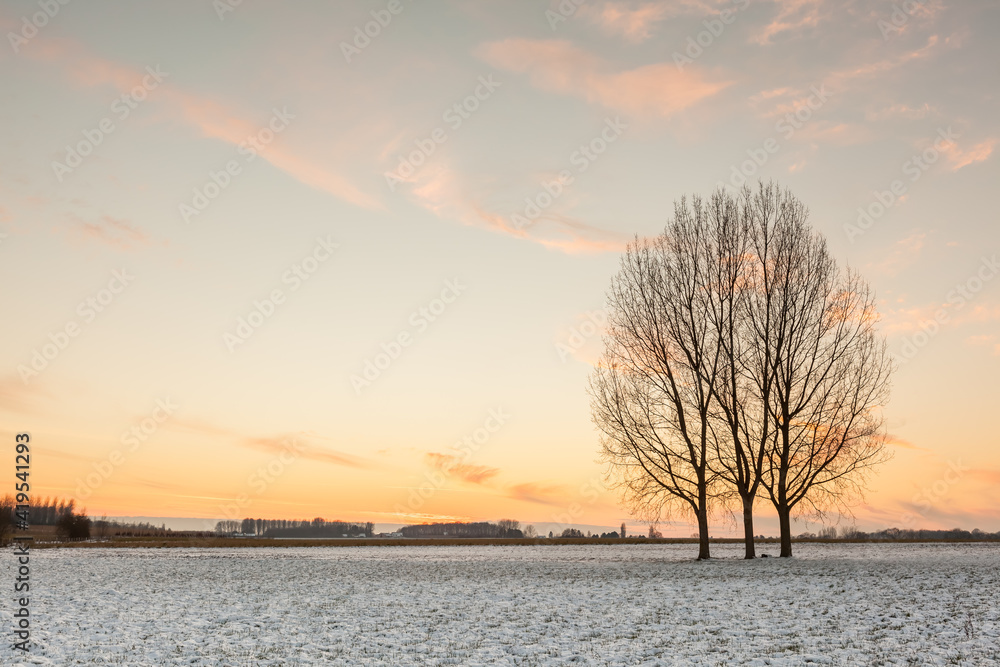 three trees in the snow