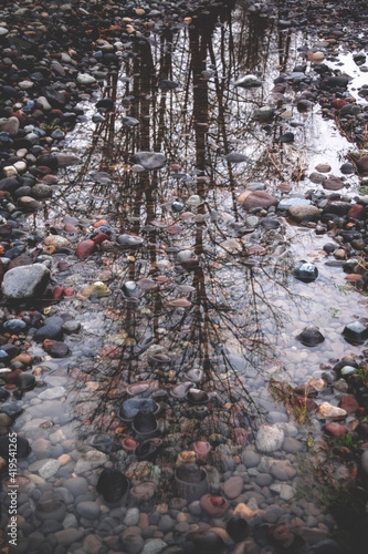 stream in the forest