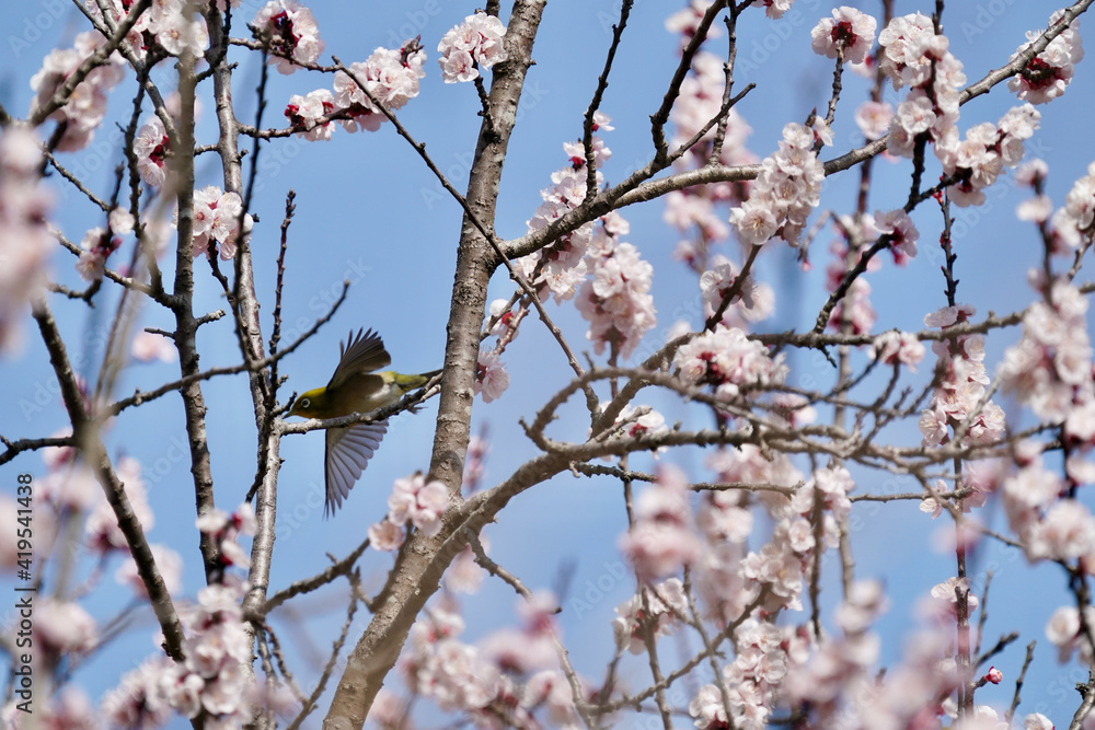 white eye on the plum flower tree white eye on the plum flower tree