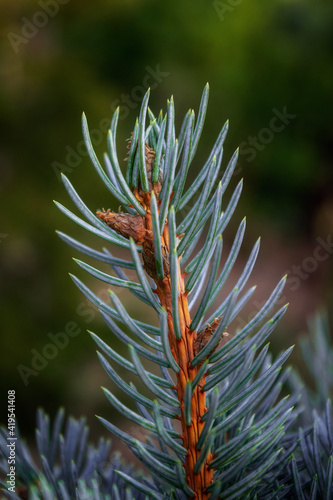 close up of pine needles