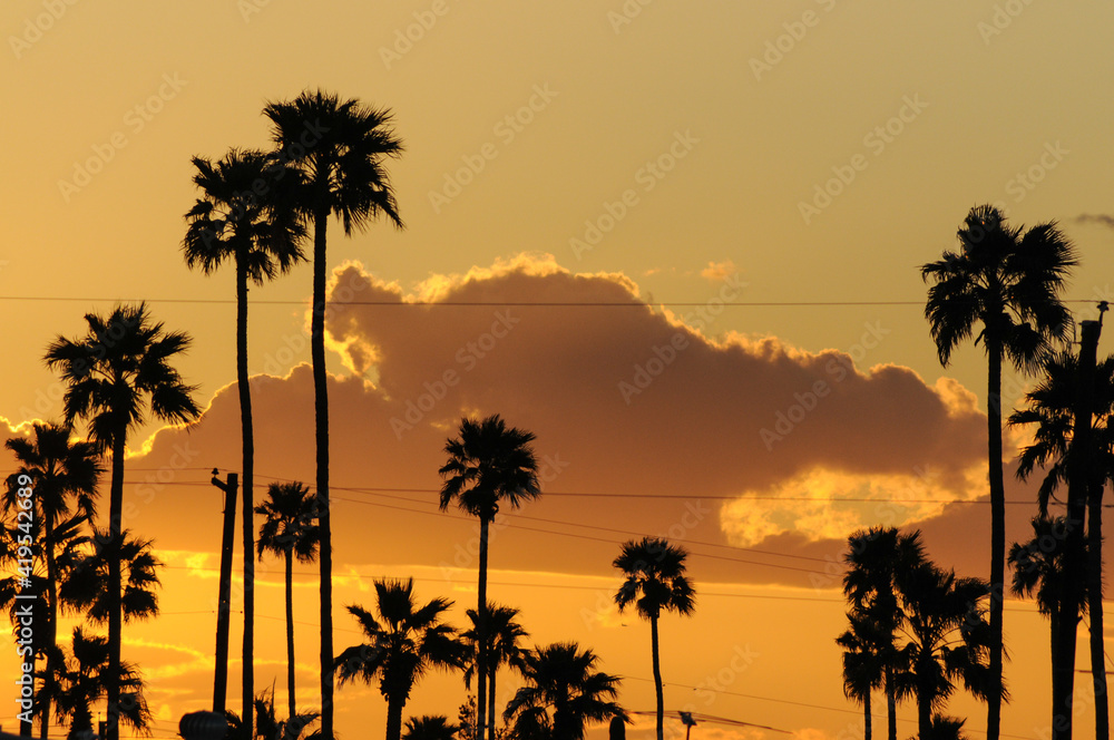 Silhouettes of palm trees against sunset light