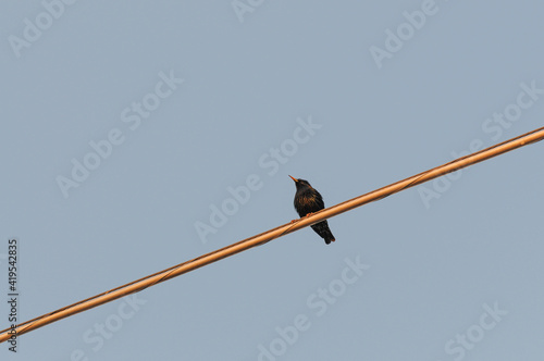 Common starling bird perched on utility cable © Eduardo Barraza