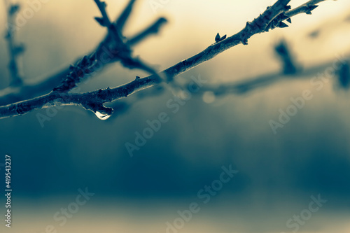 Plum branch in the morning haze during the winter thaw. Selective focus, macro.