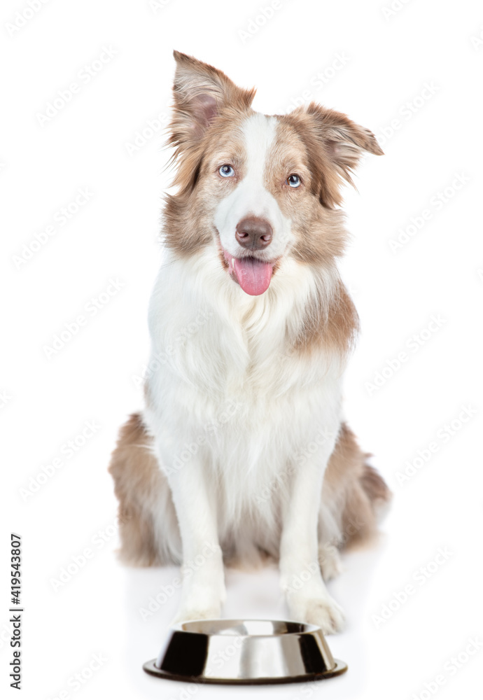 Hungry Border collie dog sits with empty bowl and asks food. isolated on white background