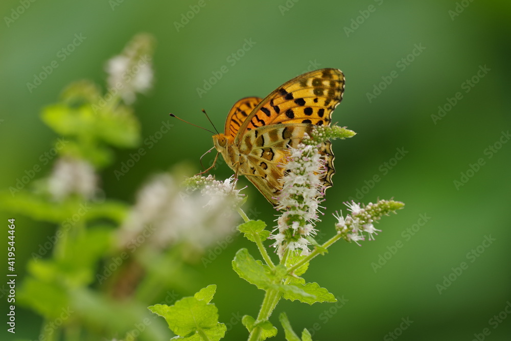 ヒョウモンチョウ ヒョウモンチョウ