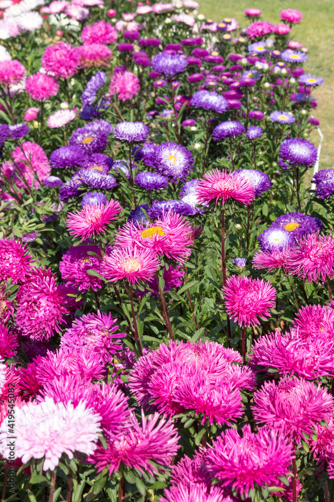 multicolored asters, a bed, a fragment of landscape design multicolored asters, a bed, a fragment of landscape design