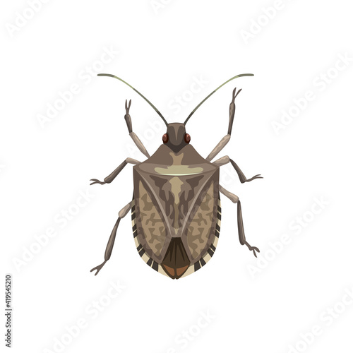 Shield bug icon, pest control insects extermination and disinsection service, vector. Agriculture and garden insect disinfection, shield bug pesticide and plants parasites disinfestation pest control