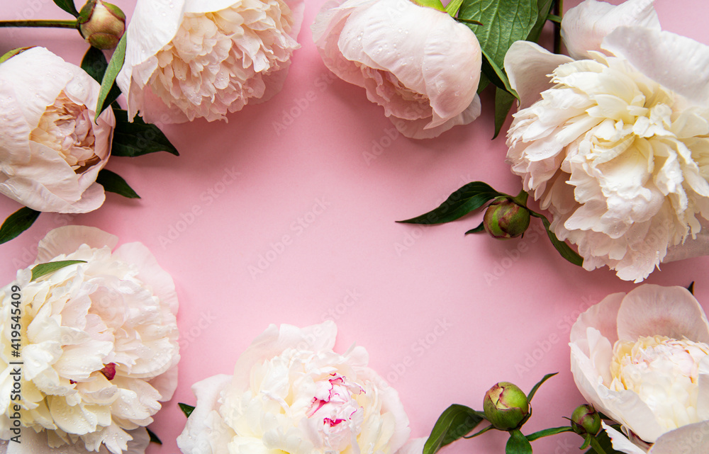 Peony flowers on a pink pastel background